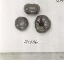 Click for 1 image(s) for this accession. FRUIT